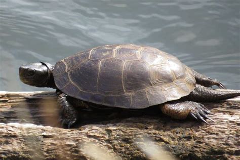 jenks water|8 Species of Turtles in California (Photos) .